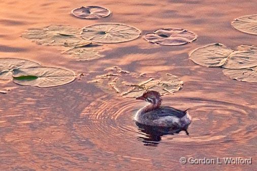 Grebe Among Lily Pads_23169.jpg - Juvenile Pied-billed Grebe (Podilymbus podiceps) photographed along the Rideau Canal Waterway at Smiths Falls, Ontario, Canada.